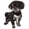 Pet Life 'Bonatied' Mesh Reversible And Breathable Adjustable Dog Harness W/ Designer Neck Tie