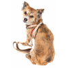 Pet Life Luxe 'Dapperbone' 2-In-1 Mesh Reversed Adjustable Dog Harness-Leash W/ Fashion Bowtie