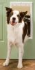 PetSafe Plastic Dog Door